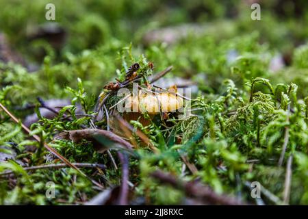 Cantharellus cibarius ist auch als die im Wald wachsende Pfifferelle oder goldene Pfifferelle bekannt Stockfoto