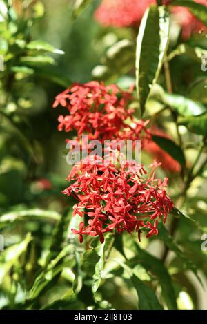 Nahaufnahme eines roten chinesischen ixora-Blumen. Konzept der Natur, botanischen Park und Garten Stockfoto