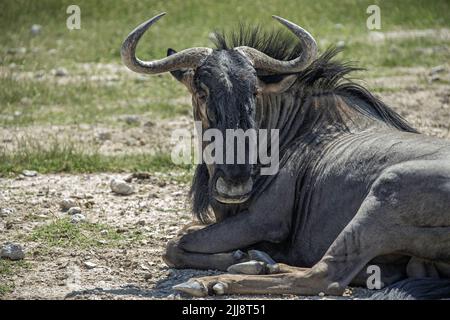 Ein blauer Gnus, der auf dem Boden in einem grünen Etosha liegt. Stockfoto