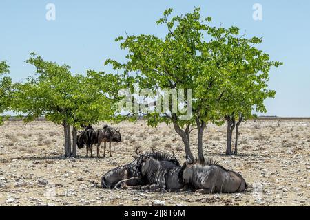 Eine Gruppe von fünf blauen Gnus, die sich in einem trockenen Etosha unter den Bäumen schützen Stockfoto