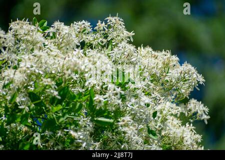 Nahaufnahme der duftenden Jungfrau-Bower Clematis flammula Stockfoto