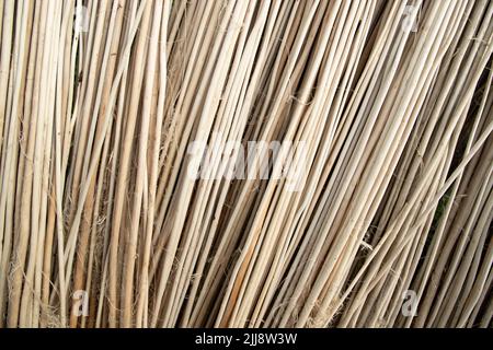 Reihen und Reihen von braunen Jute Sticks Texturhintergrund eines Feldes Stockfoto