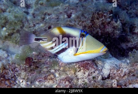 Picassofisch (Rhinecanthus aculeatus) von Kuredu Island, den Malediven. Diese Art ist auch als Humuhumu bekannt. Stockfoto