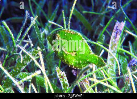 Ein gut getarnter, leuchtend grüner Borstenschwanzfilefisch (Acreichthys tomentosus) in einem Seegrasbett auf der Insel Cabilao auf den Philippinen. Stockfoto