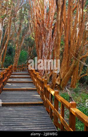 Holzweg im Arrayanes Nationalpark, Villa la Angostura, Argentinien. Ein Wald mit orangefarbenen Bäumen, der Ort, der Walt Disney inspirierte. Stockfoto