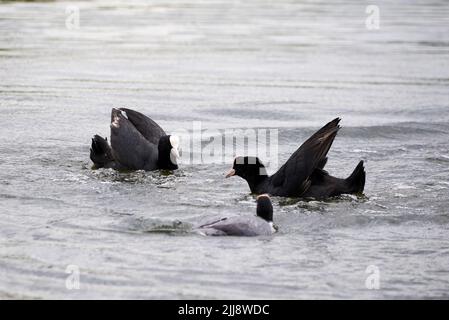 Eurasische Koots kämpfen um Territorium ( Fulica ATRA ). Vögel Kämpfen Stockfoto