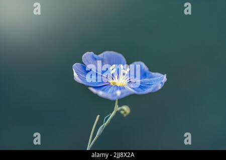 Leinenblüte oder linum perenne auf natürlichem blauen Hintergrund. Makroaufnahme. Natur Hintergrund Stockfoto