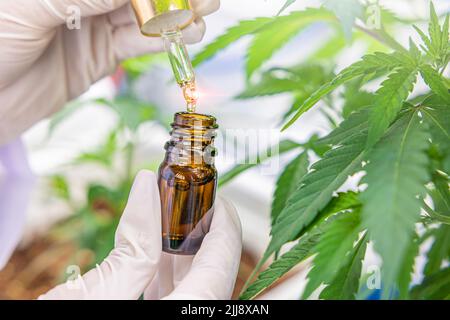 Nahaufnahme Hand Drop Hanföl Cannabisextrakt CBD medizinisches Produkt zur Schmerzlinderung von Marihuana-Pflanze. Stockfoto