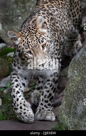 Männlicher persischer Leopard, der auf die Kamera zugeht Stockfoto