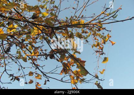 Reben mit Blättern und Beeren winden sich um die Äste des Baumes Stockfoto