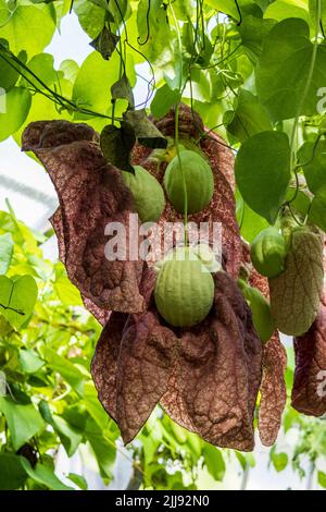 Brasilianische Holländerpfeife oder Riesenpelikanblume, Aristolochia gigantea, syn Aristolochia sylvicola, Münster, Westfalen, Deutschland Stockfoto