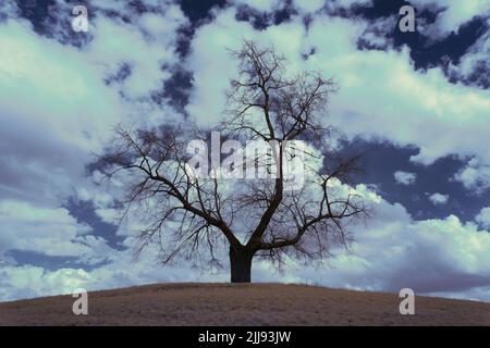 Eine Infrarotaufnahme eines blattlosen Baumes auf dem Feld unter dem wolkigen Himmel Stockfoto