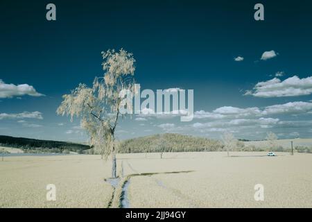 Eine Infrarotaufnahme eines einsamen Baumes, der auf dem Feld wächst Stockfoto
