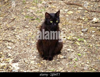 Schwarze Katze mit großen grünen Augen. Schöne und anmutige grünäugige Katze im Kragen für einen Spaziergang. Grün-äugige flauschige Katze mit bodenlosen Augen Stockfoto