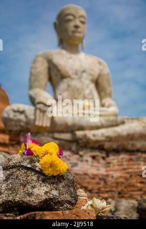 Das Nahaufnahme-Bild der gelben Blume. Der Bokeh-Hintergrund ist die buddha-Statue im Wat Worachettharam, einem alten Tempel in Ayutthaya Thailand. Stockfoto