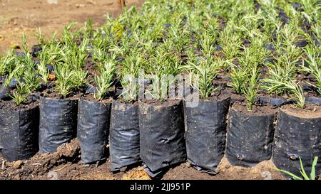 Pflanzknödel von Rosmarinus officinalis auch bekannt als Rosmarin, Ruzmarin, Romero, Old man, Prostrate Rosmarin, Biberye in Plastikabdeckung kultivat gehalten Stockfoto