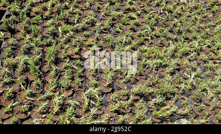 Pflanzknödel von Rosmarinus officinalis auch bekannt als Rosmarin, Ruzmarin, Romero, Old man, Prostrate Rosmarin, Biberye in Plastikabdeckung kultivat gehalten Stockfoto