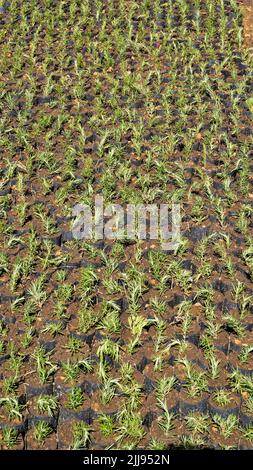 Pflanzknödel von Rosmarinus officinalis auch bekannt als Rosmarin, Ruzmarin, Romero, Old man, Prostrate Rosmarin, Biberye in Plastikabdeckung kultivat gehalten Stockfoto