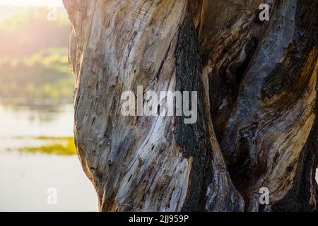 Der Stamm einer alten Eiche. Ein großer alter Baum mit rissiger Rinde. Baumstamm bei Sonnenuntergang aus nächster Nähe, am Fluss Stockfoto