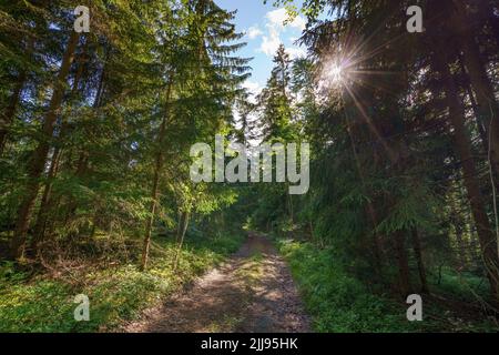 Die Sonnenstrahlen durch die dichten Kronen der Bäume des europäischen Waldes erleuchten die Waldstraße Stockfoto