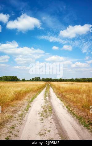 Unbefestigte Straße, die an einem sonnigen Tag mit blauem Himmel durch eine Wiese führt. Stockfoto