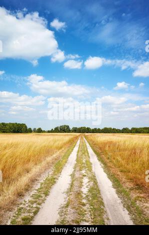 Unbefestigte Straße, die durch eine Wiese führt. Stockfoto