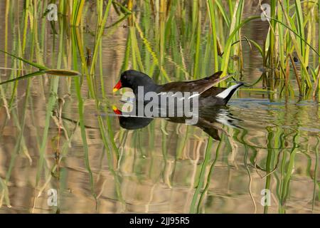 Eine gemeine Moorenne, die im Schilf schwimmend im Teichwasser reflektiert wird. Stockfoto