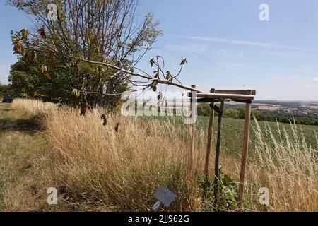 Weimar, Deutschland. 24.. Juli 2022. Mehrere Bäume, die an die Opfer des Nazi-Konzentrationslagers bei Weimar erinnern, wurden entlang des Buchenwald-Gedächtnisweges in der Nähe des Bezirks Schöndorf beschädigt. Wenige Tage nach der Zerstörung von Gedenkbäumen in der Nähe des ehemaligen Konzentrationslagers Buchenwald wurden in der Nähe von Weimar wieder beschädigte Bäume entdeckt, die an die Opfer des Konzentrationslagers erinnern. Die beiden Kastanienbäume befinden sich auf einem Weg in der Nähe von Schöndorf, einem Ortsteil von Weimar in der Nähe des Lagers. Kredit: Bodo Schackow/dpa/Alamy Live Nachrichten Stockfoto