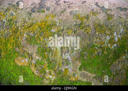 Pilze Grün Moos Textur abstrakter Hintergrund Betonwand. Rostiger, Grungiger, Düsterer Vintage-Hintergrund Stockfoto