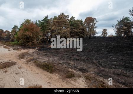 21.. Juli 2022, Hankey Common, Surrey, England, VEREINIGTES KÖNIGREICH. Eine Reihe von Waldbränden auf der Hankley Common im Juli 2022 haben dem wertvollen Lebensraum der Tieflandheide erheblichen Schaden zugefügt. Die Waldbrände sind mit dem Mangel an Regen und Hitzewelle verbunden, wahrscheinlich aufgrund des Klimawandels. Hankley Common ist ein wichtiger Tierpark und SSSI und wird auch häufig als Drehort genutzt. Stockfoto