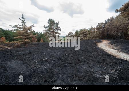 21.. Juli 2022, Hankey Common, Surrey, England, VEREINIGTES KÖNIGREICH. Eine Reihe von Waldbränden auf der Hankley Common im Juli 2022 haben dem wertvollen Lebensraum der Tieflandheide erheblichen Schaden zugefügt. Die Waldbrände sind mit dem Mangel an Regen und Hitzewelle verbunden, wahrscheinlich aufgrund des Klimawandels. Hankley Common ist ein wichtiger Tierpark und SSSI und wird auch häufig als Drehort genutzt. Stockfoto