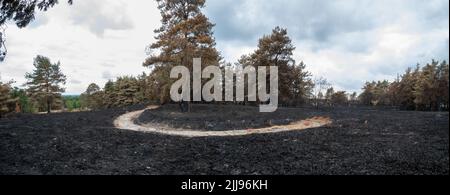 21.. Juli 2022, Hankey Common, Surrey, England, VEREINIGTES KÖNIGREICH. Eine Reihe von Waldbränden auf der Hankley Common im Juli 2022 haben dem wertvollen Lebensraum der Tieflandheide erheblichen Schaden zugefügt. Die Waldbrände sind mit dem Mangel an Regen und Hitzewelle verbunden, wahrscheinlich aufgrund des Klimawandels. Hankley Common ist ein wichtiger Tierpark und SSSI und wird auch häufig als Drehort genutzt. Stockfoto