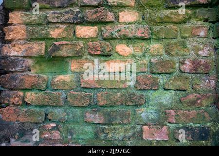 Pilze Grünes Moos an der alten Ziegelwand hat eine abstrakte Hintergrundstruktur Stockfoto