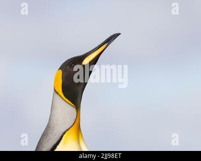 Der Königspinguin (Aptenodytes patagonicus) ist die zweitgrößte Pinguinart und brütet an mehreren Orten auf den Falklandinseln Stockfoto