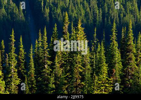 Wald unter Sonnenaufgang, Mt. Ranier National Park, Washington Stockfoto