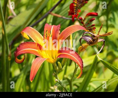 Verbrannte orangefarbene und gelbe Hemerocallis oder Day Lily in einem krautigen Rand eines englischen Gartens Stockfoto