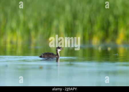 Schwarzhalskrebsen Podiceps nigricollis, Küken, Schwimmen in Sumpfland, Tiszaalpár, Ungarn, Mai Stockfoto