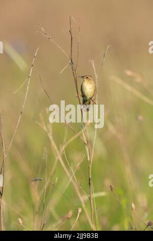 Waldgrasmücke Locustella naevia, erwachsen, auf einer Wiese gelegen, Tiszaalpár, Ungarn, Mai Stockfoto