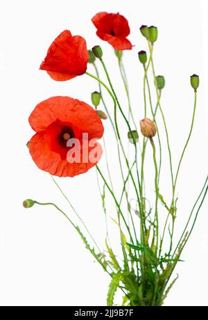 Studio Aufnahme von roten Mohnblumen auf weißem Hintergrund Stockfoto