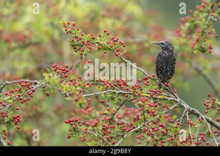 Common Starling, Sturnus vulgaris im Common hawthorn Rosa moschata Ladens in roten Beeren, Weston-Super-Mare, Somerset, UK, August gehockt Stockfoto