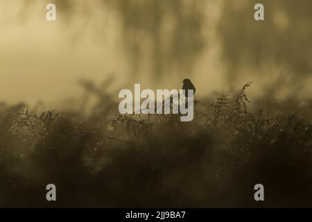 Gemeiner Steinechat Saxicola torquata, erwachsener Rüde, in Bracken geheckt und gerufen, Buschy Park, Outer London, England, Großbritannien, Oktober Stockfoto