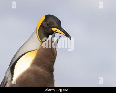 Der Königspinguin (Aptenodytes patagonicus) ist die zweitgrößte Pinguinart und brütet an mehreren Orten auf den Falklandinseln Stockfoto