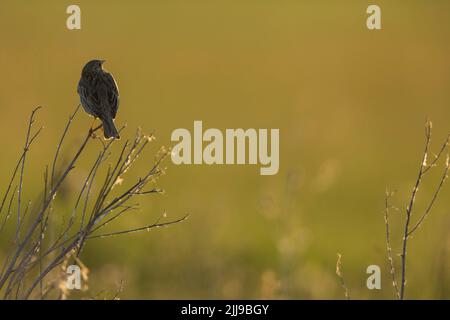 Maisanbau Emberiza calandra, erwachsener Rüde, Gesang aus Zweigen, Tiszaalpár, Ungarn, Mai Stockfoto