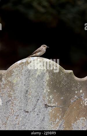 Gefleckter Fliegenfänger Muscicapa striata, Erwachsener auf Grabstein mit Schnabelfliege, Suffolk, England, Juli Stockfoto