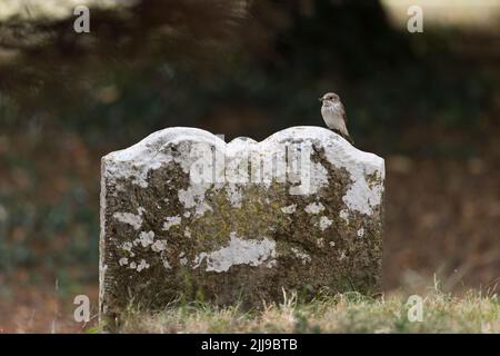 Gefleckter Fliegenfänger Muscicapa striata, Erwachsener, der auf einem Grabstein mit Insektenbeute im Schnabel thront, Suffolk, England, Juli Stockfoto