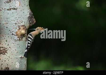 Eurasischer Wiedehopf Upupa epops, erwachsen, am Nestplatz gelegen, Tiszaalpár, Ungarn, Mai Stockfoto