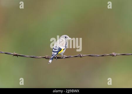 Europäischer Goldfink Carduelis carduelis, auf Stacheldraht sitzend, Suffolk, England, Juli Stockfoto