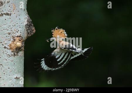 Eurasischer Wiedehopf Upupa epops, erwachsen, mit Nahrung zum wartenden Küken am Nestplatz, Tiszaalpár, Ungarn, Mai Stockfoto