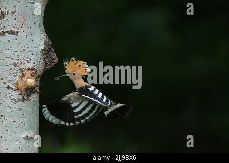 Eurasischer Wiedehopf Upupa epops, erwachsen, mit Nahrung zum wartenden Küken am Nestplatz, Tiszaalpár, Ungarn, Mai Stockfoto