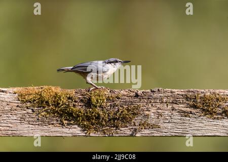 Eurasischer Akteur Sitta europaea, Erwachsener, der am Zaun sitzt, Suffolk, England, Juli Stockfoto